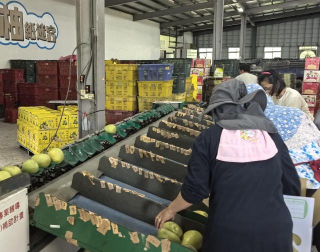 (260915) -- TAIPEI, Sept. 15, 2026 (Xinhua) -- This photo taken with a mobile phone on Sept. 9, 2026 shows workers packing pomelos at a pomelos delivery station in Hualien County, southeast China's Taiwan. TO GO WITH "Economic Watch: Reliable mainland market for Taiwan fruits challenges DPP's push for cross-Strait economic decoupling" (Xinhua/Ma Xinran)