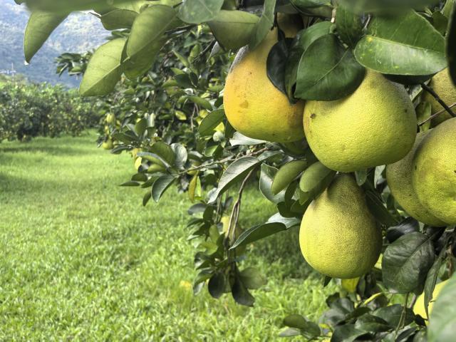 (260915) -- TAIPEI, Sept. 15, 2026 (Xinhua) -- This photo taken with a mobile phone on Sept. 9, 2026 shows pomelos at a pomelos garden in Juisui Township of Hualien County, southeast China's Taiwan. TO GO WITH "Economic Watch: Reliable mainland market for Taiwan fruits challenges DPP's push for cross-Strait economic decoupling" (Xinhua/Ma Xinran)