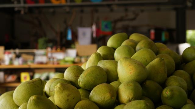 (260915) -- TAIPEI, Sept. 15, 2026 (Xinhua) -- This photo taken on Sept. 9, 2026 shows pomelos at a pomelos garden in Juisui Township of Hualien County, southeast China's Taiwan. TO GO WITH "Economic Watch: Reliable mainland market for Taiwan fruits challenges DPP's push for cross-Strait economic decoupling" (Xinhua/Huang Yang)