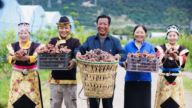 (260915) -- LHASA, Sept. 15, 2026 (Xinhua) -- This file photo provided by the interviewee shows Nyima (C), together with his son Tsering Norbu (2nd L), daughter Tsomo (1st R) and other family members, displaying their harvest of white-fleshed Lingzhi mushrooms in Milin, Nyingchi, southwest China's Xizang Autonomous Region. In 2008, Milin County (now Milin City) in Nyingchi registered Nyima's family as a poor household and offered him a 150,000-yuan (about 22,348.95 U.S. dollars) loan. Starting by collecting wild white-fleshed Lingzhi, or Ganoderma leucocontextum, Nyima explored artificial cultivation and built a spawn workshop and a simulated wild cultivation base in 2012.
   Nyima's daughter Tsomo graduated from the Central University of Finance and Economics. In 2019, she left her state-owned enterprise job and returned to the demonstration family farm founded by her father. "The farm needs college-educated young people, so I came back," she said.
   The two generations divide up responsibilities. Father Nyima oversees the whole farm, elder brother Tsering Norbu handles core spawn cultivation technology, and Tsomo focuses on marketing and sales to drive the farm's technological and brand upgrade.
   The farm's Lingzhi base and greenhouses cover over 1,000 mu (about 66.7 hectares), with an output value reaching 9.2 million yuan (about 1.37 million U.S. dollars) in 2025. The farm has not only provided 35 stable jobs and hired four local college graduates, but also offered free spawn bags and technical guidance to the villagers. (Xinhua)
