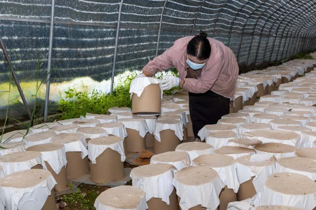 (260915) -- LHASA, Sept. 15, 2026 (Xinhua) -- A staff member inspects the production of Lingzhi mushrooms spore powder in a greenhouse in Milin, Nyingchi, southwest China's Xizang Autonomous Region, Sept. 14, 2026. In 2008, Milin County (now Milin City) in Nyingchi registered Nyima's family as a poor household and offered him a 150,000-yuan (about 22,348.95 U.S. dollars) loan. Starting by collecting wild white-fleshed Lingzhi, or Ganoderma leucocontextum, Nyima explored artificial cultivation and built a spawn workshop and a simulated wild cultivation base in 2012.
   Nyima's daughter Tsomo graduated from the Central University of Finance and Economics. In 2019, she left her state-owned enterprise job and returned to the demonstration family farm founded by her father. "The farm needs college-educated young people, so I came back," she said.
   The two generations divide up responsibilities. Father Nyima oversees the whole farm, elder brother Tsering Norbu handles core spawn cultivation technology, and Tsomo focuses on marketing and sales to drive the farm's technological and brand upgrade.
   The farm's Lingzhi base and greenhouses cover over 1,000 mu (about 66.7 hectares), with an output value reaching 9.2 million yuan (about 1.37 million U.S. dollars) in 2025. The farm has not only provided 35 stable jobs and hired four local college graduates, but also offered free spawn bags and technical guidance to the villagers. (Xinhua/Jiang Fan)