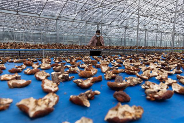 (260915) -- LHASA, Sept. 15, 2026 (Xinhua) -- A staff member airs white-fleshed Lingzhi mushrooms in a greenhouse in Milin, Nyingchi, southwest China's Xizang Autonomous Region, Sept. 14, 2026. In 2008, Milin County (now Milin City) in Nyingchi registered Nyima's family as a poor household and offered him a 150,000-yuan (about 22,348.95 U.S. dollars) loan. Starting by collecting wild white-fleshed Lingzhi, or Ganoderma leucocontextum, Nyima explored artificial cultivation and built a spawn workshop and a simulated wild cultivation base in 2012.
   Nyima's daughter Tsomo graduated from the Central University of Finance and Economics. In 2019, she left her state-owned enterprise job and returned to the demonstration family farm founded by her father. "The farm needs college-educated young people, so I came back," she said.
   The two generations divide up responsibilities. Father Nyima oversees the whole farm, elder brother Tsering Norbu handles core spawn cultivation technology, and Tsomo focuses on marketing and sales to drive the farm's technological and brand upgrade.
   The farm's Lingzhi base and greenhouses cover over 1,000 mu (about 66.7 hectares), with an output value reaching 9.2 million yuan (about 1.37 million U.S. dollars) in 2025. The farm has not only provided 35 stable jobs and hired four local college graduates, but also offered free spawn bags and technical guidance to the villagers. (Xinhua/Liu Zhoupeng)