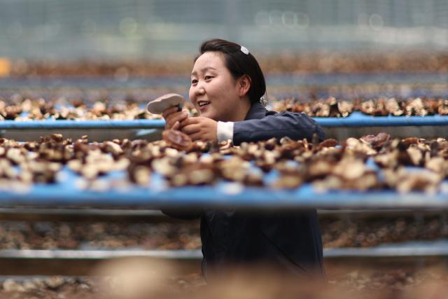 (260915) -- LHASA, Sept. 15, 2026 (Xinhua) -- A college graduate staff member checks aired white-fleshed Lingzhi mushrooms in a greenhouse in Milin, Nyingchi, southwest China's Xizang Autonomous Region, Sept. 14, 2026. In 2008, Milin County (now Milin City) in Nyingchi registered Nyima's family as a poor household and offered him a 150,000-yuan (about 22,348.95 U.S. dollars) loan. Starting by collecting wild white-fleshed Lingzhi, or Ganoderma leucocontextum, Nyima explored artificial cultivation and built a spawn workshop and a simulated wild cultivation base in 2012.
   Nyima's daughter Tsomo graduated from the Central University of Finance and Economics. In 2019, she left her state-owned enterprise job and returned to the demonstration family farm founded by her father. "The farm needs college-educated young people, so I came back," she said.
   The two generations divide up responsibilities. Father Nyima oversees the whole farm, elder brother Tsering Norbu handles core spawn cultivation technology, and Tsomo focuses on marketing and sales to drive the farm's technological and brand upgrade.
   The farm's Lingzhi base and greenhouses cover over 1,000 mu (about 66.7 hectares), with an output value reaching 9.2 million yuan (about 1.37 million U.S. dollars) in 2025. The farm has not only provided 35 stable jobs and hired four local college graduates, but also offered free spawn bags and technical guidance to the villagers. (Xinhua/Jiang Fan)