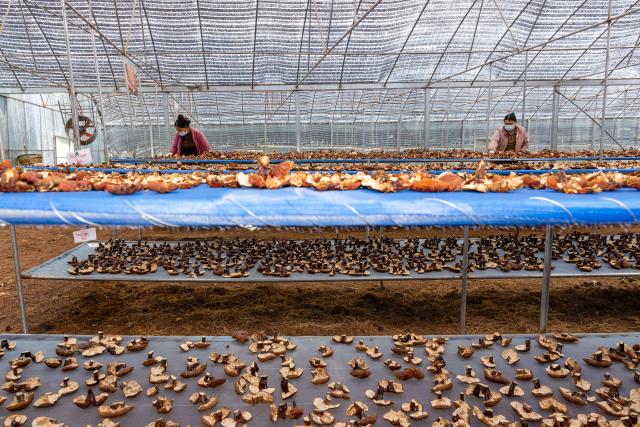 (260915) -- LHASA, Sept. 15, 2026 (Xinhua) -- Staff members air white-fleshed Lingzhi mushrooms in a greenhouse in Milin, Nyingchi, southwest China's Xizang Autonomous Region, Sept. 14, 2026. In 2008, Milin County (now Milin City) in Nyingchi registered Nyima's family as a poor household and offered him a 150,000-yuan (about 22,348.95 U.S. dollars) loan. Starting by collecting wild white-fleshed Lingzhi, or Ganoderma leucocontextum, Nyima explored artificial cultivation and built a spawn workshop and a simulated wild cultivation base in 2012.
   Nyima's daughter Tsomo graduated from the Central University of Finance and Economics. In 2019, she left her state-owned enterprise job and returned to the demonstration family farm founded by her father. "The farm needs college-educated young people, so I came back," she said.
   The two generations divide up responsibilities. Father Nyima oversees the whole farm, elder brother Tsering Norbu handles core spawn cultivation technology, and Tsomo focuses on marketing and sales to drive the farm's technological and brand upgrade.
   The farm's Lingzhi base and greenhouses cover over 1,000 mu (about 66.7 hectares), with an output value reaching 9.2 million yuan (about 1.37 million U.S. dollars) in 2025. The farm has not only provided 35 stable jobs and hired four local college graduates, but also offered free spawn bags and technical guidance to the villagers. (Xinhua/Jiang Fan)