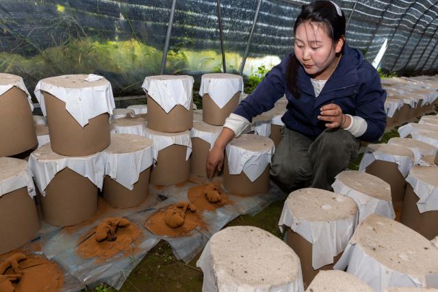 (260915) -- LHASA, Sept. 15, 2026 (Xinhua) -- A college graduate staff member inspects the production of Lingzhi mushrooms spore powder in a greenhouse in Milin, Nyingchi, southwest China's Xizang Autonomous Region, Sept. 14, 2026. In 2008, Milin County (now Milin City) in Nyingchi registered Nyima's family as a poor household and offered him a 150,000-yuan (about 22,348.95 U.S. dollars) loan. Starting by collecting wild white-fleshed Lingzhi, or Ganoderma leucocontextum, Nyima explored artificial cultivation and built a spawn workshop and a simulated wild cultivation base in 2012.
   Nyima's daughter Tsomo graduated from the Central University of Finance and Economics. In 2019, she left her state-owned enterprise job and returned to the demonstration family farm founded by her father. "The farm needs college-educated young people, so I came back," she said.
   The two generations divide up responsibilities. Father Nyima oversees the whole farm, elder brother Tsering Norbu handles core spawn cultivation technology, and Tsomo focuses on marketing and sales to drive the farm's technological and brand upgrade.
   The farm's Lingzhi base and greenhouses cover over 1,000 mu (about 66.7 hectares), with an output value reaching 9.2 million yuan (about 1.37 million U.S. dollars) in 2025. The farm has not only provided 35 stable jobs and hired four local college graduates, but also offered free spawn bags and technical guidance to the villagers. (Xinhua/Jiang Fan)