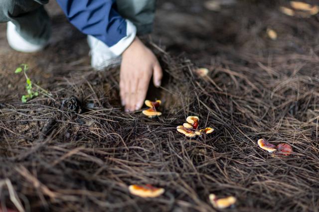 (260915) -- LHASA, Sept. 15, 2026 (Xinhua) -- A college graduate staff member inspects the Lingzhi mushrooms in a greenhouse in Milin, Nyingchi, southwest China's Xizang Autonomous Region, Sept. 14, 2026. In 2008, Milin County (now Milin City) in Nyingchi registered Nyima's family as a poor household and offered him a 150,000-yuan (about 22,348.95 U.S. dollars) loan. Starting by collecting wild white-fleshed Lingzhi, or Ganoderma leucocontextum, Nyima explored artificial cultivation and built a spawn workshop and a simulated wild cultivation base in 2012.
   Nyima's daughter Tsomo graduated from the Central University of Finance and Economics. In 2019, she left her state-owned enterprise job and returned to the demonstration family farm founded by her father. "The farm needs college-educated young people, so I came back," she said.
   The two generations divide up responsibilities. Father Nyima oversees the whole farm, elder brother Tsering Norbu handles core spawn cultivation technology, and Tsomo focuses on marketing and sales to drive the farm's technological and brand upgrade.
   The farm's Lingzhi base and greenhouses cover over 1,000 mu (about 66.7 hectares), with an output value reaching 9.2 million yuan (about 1.37 million U.S. dollars) in 2025. The farm has not only provided 35 stable jobs and hired four local college graduates, but also offered free spawn bags and technical guidance to the villagers. (Xinhua/Jiang Fan)