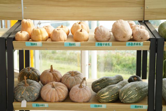 (260916) -- JIAYU, Sept. 16, 2026 (Xinhua) -- Pumpkins are pictured at a vegetable science and technology demonstration park in Jiayu County of Xianning City, central China's Hubei Province, Sept. 15, 2026. In recent years, Jiayu County has vigorously developed its vegetable industry. By introducing experts teams and scientific research institutions, the county has boosted quality and output of vegetables and increased local farmers' incomes. In the first half of 2026, Jiayu's vegetable plantation area reached 228,000 mu (15,200 hectares) with a total output of 864,300 tonnes, marking a year-on-year growth of 3.27 percent. (Xinhua/Lu Jinbo)