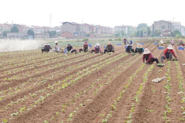 (260916) -- JIAYU, Sept. 16, 2026 (Xinhua) -- Farmers plant cabbage seedlings in a field in Jiayu County of Xianning City, central China's Hubei Province, Sept. 15, 2026. In recent years, Jiayu County has vigorously developed its vegetable industry. By introducing experts teams and scientific research institutions, the county has boosted quality and output of vegetables and increased local farmers' incomes. In the first half of 2026, Jiayu's vegetable plantation area reached 228,000 mu (15,200 hectares) with a total output of 864,300 tonnes, marking a year-on-year growth of 3.27 percent. (Xinhua/Lu Jinbo)