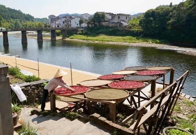 (260916) -- WUYUAN, Sept. 16, 2026 (Xinhua) -- A villager arranges dried agricultural products in Wangkou Village of Wuyuan County, east China's Jiangxi Province, Sept. 15, 2026. In autumn, villagers are busy drying agricultural products in Wuyuan County, and the colorful scene attracts tourists. (Xinhua/Hu Chenhuan)