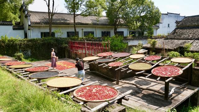 (260916) -- WUYUAN, Sept. 16, 2026 (Xinhua) -- A tourist poses for photos in Jiangwan Village of Wuyuan County, east China's Jiangxi Province, Sept. 15, 2026. In autumn, villagers are busy drying agricultural products in Wuyuan County, and the colorful scene attracts tourists. (Xinhua/Hu Chenhuan)