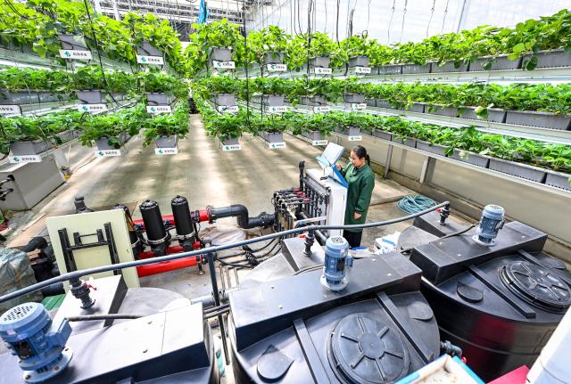 (260916) -- LIAOCHENG, Sept. 16, 2026 (Xinhua) -- A staff member operates an intelligent agricultural machine at a greenhouse of the Xinfa modern agricultural industrial park in Chiping District of Liaocheng City, east China's Shandong Province, Sept. 15, 2026. Since the start of this year, local authorities in Chiping District have stepped up efforts to promote smart agriculture, standardized production models and deep industrial integration, boosting modern agricultural development and rural revitalization. (Xinhua/Chen Yehua)