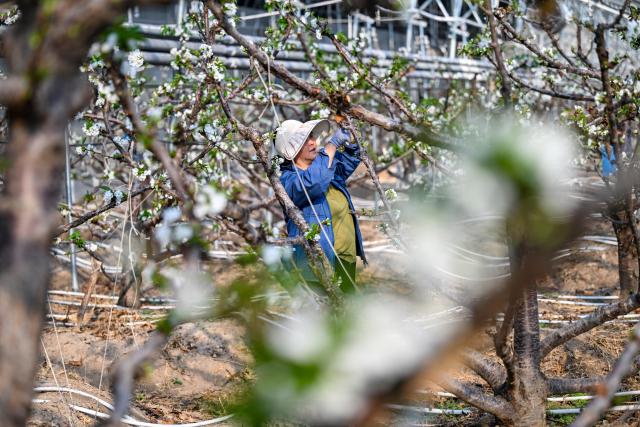 (260916) -- LIAOCHENG, Sept. 16, 2026 (Xinhua) -- A staff member works at a greenhouse for cherry cultivation at the Xinfa modern agricultural industrial park in Chiping District of Liaocheng City, east China's Shandong Province, Sept. 15, 2026. Since the start of this year, local authorities in Chiping District have stepped up efforts to promote smart agriculture, standardized production models and deep industrial integration, boosting modern agricultural development and rural revitalization. (Xinhua/Chen Yehua)