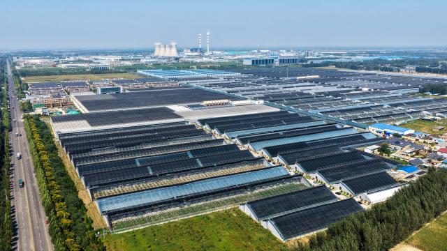 (260916) -- LIAOCHENG, Sept. 16, 2026 (Xinhua) -- An aerial drone photo taken on Sept. 15, 2026 shows a view of the Xinfa modern agricultural industrial park in Chiping District of Liaocheng City, east China's Shandong Province. Since the start of this year, local authorities in Chiping District have stepped up efforts to promote smart agriculture, standardized production models and deep industrial integration, boosting modern agricultural development and rural revitalization. (Photo by Ma Hongkun/Xinhua)