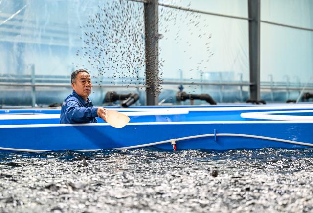 (260916) -- LIAOCHENG, Sept. 16, 2026 (Xinhua) -- A staff member feeds perch at the Xinfa modern agricultural industrial park in Chiping District of Liaocheng City, east China's Shandong Province, Sept. 15, 2026. Since the start of this year, local authorities in Chiping District have stepped up efforts to promote smart agriculture, standardized production models and deep industrial integration, boosting modern agricultural development and rural revitalization. (Xinhua/Chen Yehua)