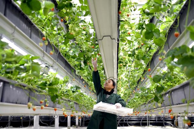 (260916) -- LIAOCHENG, Sept. 16, 2026 (Xinhua) -- A staff member picks strawberries at the Xinfa modern agricultural industrial park in Chiping District of Liaocheng City, east China's Shandong Province, Sept. 15, 2026. Since the start of this year, local authorities in Chiping District have stepped up efforts to promote smart agriculture, standardized production models and deep industrial integration, boosting modern agricultural development and rural revitalization. (Xinhua/Guo Xulei)