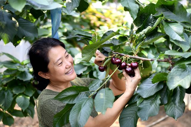 (260916) -- LIAOCHENG, Sept. 16, 2026 (Xinhua) -- A staff member picks cherries at the Xinfa modern agricultural industrial park in Chiping District of Liaocheng City, east China's Shandong Province, Sept. 15, 2026. Since the start of this year, local authorities in Chiping District have stepped up efforts to promote smart agriculture, standardized production models and deep industrial integration, boosting modern agricultural development and rural revitalization. (Xinhua/Guo Xulei)