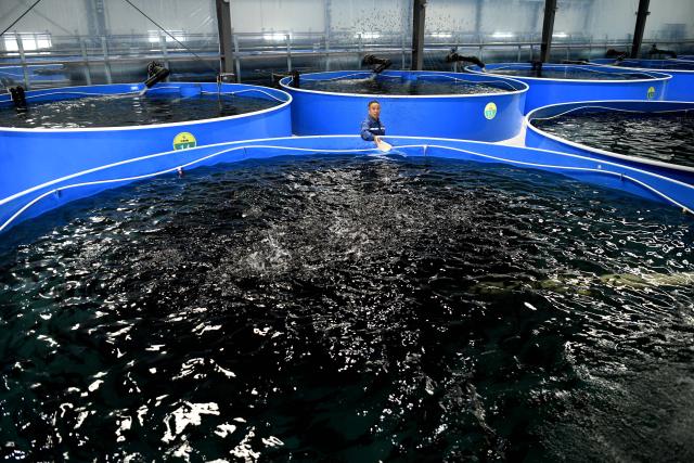 (260916) -- LIAOCHENG, Sept. 16, 2026 (Xinhua) -- A staff member feeds perch at the Xinfa modern agricultural industrial park in Chiping District of Liaocheng City, east China's Shandong Province, Sept. 15, 2026. Since the start of this year, local authorities in Chiping District have stepped up efforts to promote smart agriculture, standardized production models and deep industrial integration, boosting modern agricultural development and rural revitalization. (Xinhua/Guo Xulei)