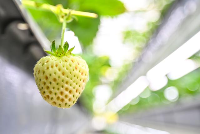 (260916) -- LIAOCHENG, Sept. 16, 2026 (Xinhua) -- This photo taken on Sept. 15, 2026 shows a strawberry at the Xinfa modern agricultural industrial park in Chiping District of Liaocheng City, east China's Shandong Province. Since the start of this year, local authorities in Chiping District have stepped up efforts to promote smart agriculture, standardized production models and deep industrial integration, boosting modern agricultural development and rural revitalization. (Xinhua/Chen Yehua)