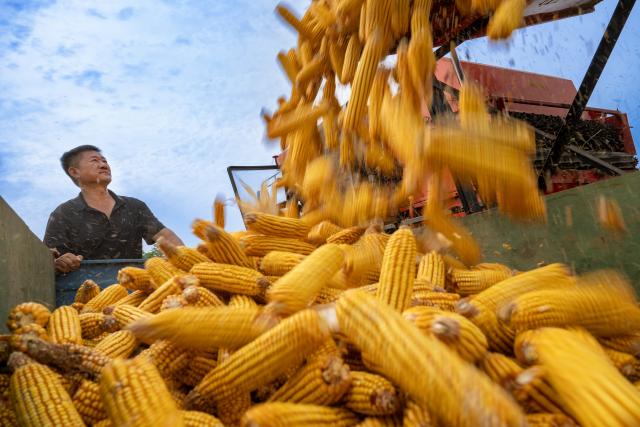 (260916) -- BEIJING, Sept. 16, 2026 (Xinhua) -- Farmers harvest corns at Huiting Town of Shangqiu, central China's Henan Province, Sept. 16, 2026. Farmers are busy with the autumn harvesting in China. (Photo by Wang Gaochao/Xinhua)