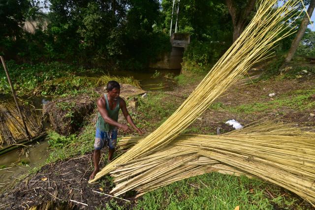 (260916) -- ASSAM, Sept. 16, 2026 (Xinhua) -- A farmer extracts jute fibres from decomposed jute plants in Nagaon District of India's northeastern state of Assam on Sept. 16, 2026. (Str/Xinhua)