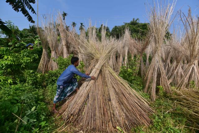 (260916) -- ASSAM, Sept. 16, 2026 (Xinhua) -- A farmer dries jute plants in Nagaon District of India's northeastern state of Assam on Sept. 16, 2026. (Str/Xinhua)
