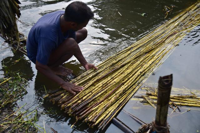(260916) -- ASSAM, Sept. 16, 2026 (Xinhua) -- A farmer extracts jute fibres from decomposed jute plants in Nagaon District of India's northeastern state of Assam on Sept. 16, 2026. (Str/Xinhua)