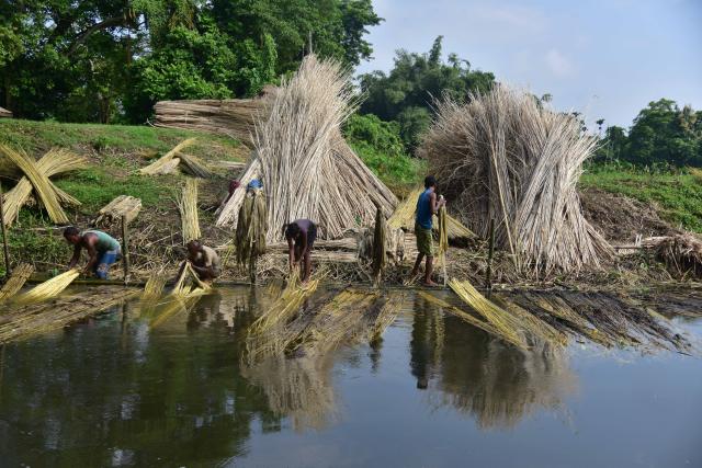 (260916) -- ASSAM, Sept. 16, 2026 (Xinhua) -- Farmers extract jute fibres from decomposed jute plants in Nagaon District of India's northeastern state of Assam on Sept. 16, 2026. (Str/Xinhua)