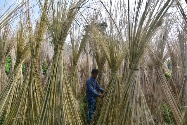 (260916) -- ASSAM, Sept. 16, 2026 (Xinhua) -- A farmer dries jute plants in Nagaon District of India's northeastern state of Assam on Sept. 16, 2026. (Str/Xinhua)