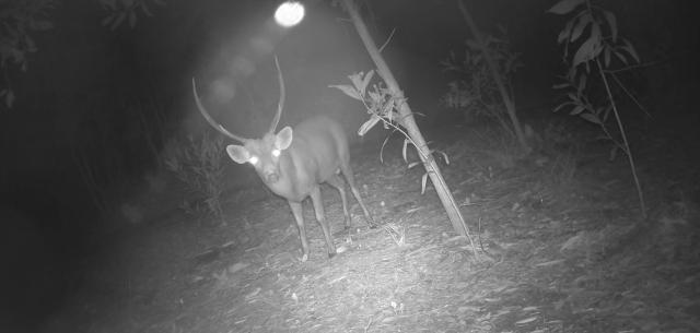 (260916) -- KOH KONG, Sept. 16, 2026 (Xinhua) -- This undated photo shows a Hog Deer in Koh Kong province of Cambodia. TO GO WITH "3 rare endangered mammals recorded for 1st time in southwestern Cambodia" (Cambodian Ministry of Environment/Handout via Xinhua)