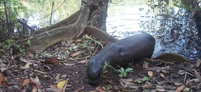 (260916) -- KOH KONG, Sept. 16, 2026 (Xinhua) -- This undated photo shows a Hairy-nosed Otter in Koh Kong province of Cambodia. TO GO WITH "3 rare endangered mammals recorded for 1st time in southwestern Cambodia" (Cambodian Ministry of Environment/Handout via Xinhua)