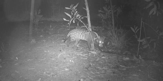 (260916) -- KOH KONG, Sept. 16, 2026 (Xinhua) -- This undated photo shows a Large-spotted Civet in Koh Kong province of Cambodia. TO GO WITH "3 rare endangered mammals recorded for 1st time in southwestern Cambodia" (Cambodian Ministry of Environment/Handout via Xinhua)