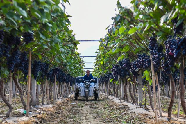 (260917) -- WANRONG, Sept. 17, 2026 (Xinhua) -- A villager transfers freshly harvested grapes in Xisunshi Village in Wanrong County of Yuncheng City, north China's Shanxi Province, Sept. 16, 2026. (Xinhua/Cao Yang)