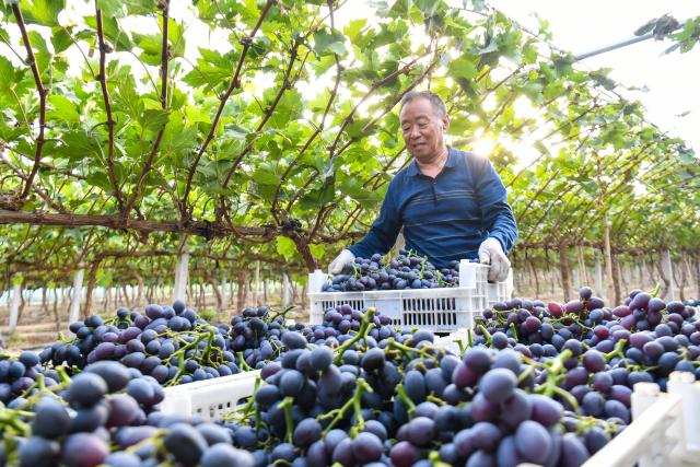 (260917) -- WANRONG, Sept. 17, 2026 (Xinhua) -- A villager loads harvested grapes in Xisunshi Village in Wanrong County of Yuncheng City, north China's Shanxi Province, Sept. 16, 2026. (Xinhua/Cao Yang)