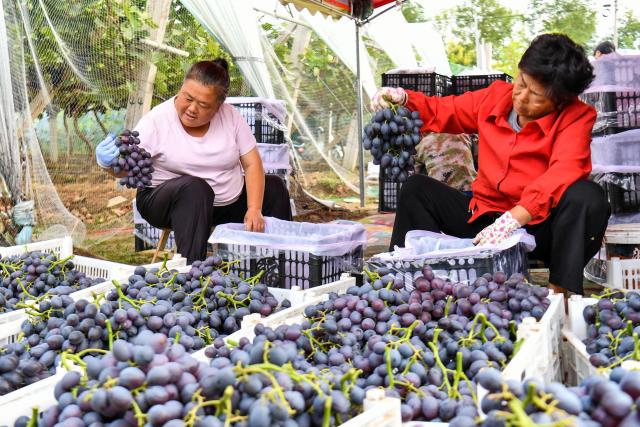 (260917) -- WANRONG, Sept. 17, 2026 (Xinhua) -- Villagers sort grapes in Xisunshi Village in Wanrong County of Yuncheng City, north China's Shanxi Province, Sept. 16, 2026. (Xinhua/Cao Yang)
