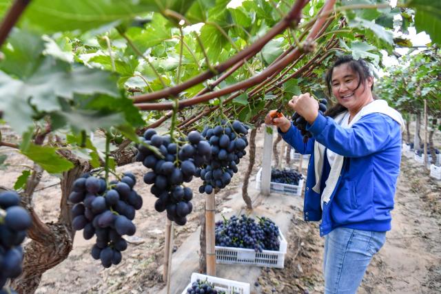 (260917) -- WANRONG, Sept. 17, 2026 (Xinhua) -- A villager harvests grapes in Xisunshi Village in Wanrong County of Yuncheng City, north China's Shanxi Province, Sept. 16, 2026. (Xinhua/Cao Yang)