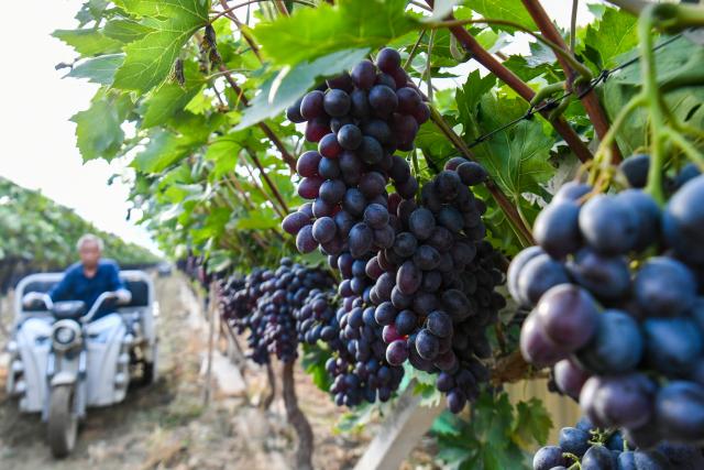 (260917) -- WANRONG, Sept. 17, 2026 (Xinhua) -- Grapes are seen in Xisunshi Village in Wanrong County of Yuncheng City, north China's Shanxi Province, Sept. 16, 2026. (Xinhua/Cao Yang)
