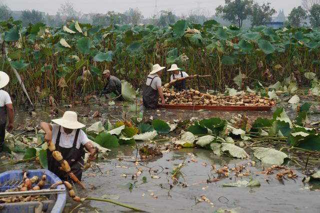 (260917) -- HONGHU, Sept. 17, 2026 (Xinhua) -- People harvest lotus roots at a lotus root innovation base in Honghu City, central China's Hubei Province, Sept. 16, 2026. Honghu lotus root is a signature product of Hubei Province. In 2025, the lotus root cultivation area in Honghu City reached 225,000 mu (15,000 hectares), with a total output of 320,000 tonnes.
  Local authorities have developed the lotus root industry, leveraging technological resources to breed new varieties, establishing standards covering the entire production process to ensure quality, and promoting cooperation among enterprises, cooperatives and farmers. These efforts have created jobs and boosted local incomes. (Xinhua/Lu Jinbo)