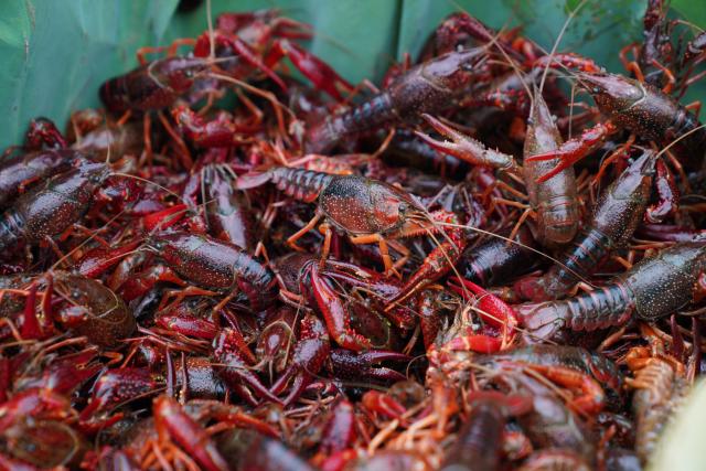 (260917) -- HONGHU, Sept. 17, 2026 (Xinhua) -- Crayfish are pictured at a lotus root innovation base in Honghu City, central China's Hubei Province, Sept. 16, 2026. Honghu lotus root is a signature product of Hubei Province. In 2025, the lotus root cultivation area in Honghu City reached 225,000 mu (15,000 hectares), with a total output of 320,000 tonnes.
  Local authorities have developed the lotus root industry, leveraging technological resources to breed new varieties, establishing standards covering the entire production process to ensure quality, and promoting cooperation among enterprises, cooperatives and farmers. These efforts have created jobs and boosted local incomes. (Xinhua/Lu Jinbo)