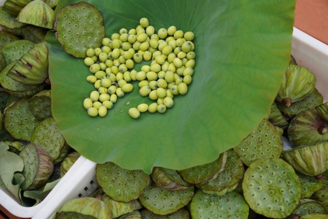 (260917) -- HONGHU, Sept. 17, 2026 (Xinhua) -- Lotus seeds are pictured at a lotus root innovation base in Honghu City, central China's Hubei Province, Sept. 16, 2026. Honghu lotus root is a signature product of Hubei Province. In 2025, the lotus root cultivation area in Honghu City reached 225,000 mu (15,000 hectares), with a total output of 320,000 tonnes.
  Local authorities have developed the lotus root industry, leveraging technological resources to breed new varieties, establishing standards covering the entire production process to ensure quality, and promoting cooperation among enterprises, cooperatives and farmers. These efforts have created jobs and boosted local incomes. (Xinhua/Lu Jinbo)