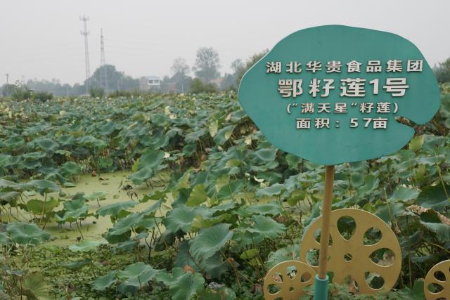 (260917) -- HONGHU, Sept. 17, 2026 (Xinhua) -- This photo taken on Sept. 16, 2026 shows an experimental field at a lotus root innovation base in Honghu City, central China's Hubei Province. Honghu lotus root is a signature product of Hubei Province. In 2025, the lotus root cultivation area in Honghu City reached 225,000 mu (15,000 hectares), with a total output of 320,000 tonnes.
  Local authorities have developed the lotus root industry, leveraging technological resources to breed new varieties, establishing standards covering the entire production process to ensure quality, and promoting cooperation among enterprises, cooperatives and farmers. These efforts have created jobs and boosted local incomes. (Xinhua/Lu Jinbo)