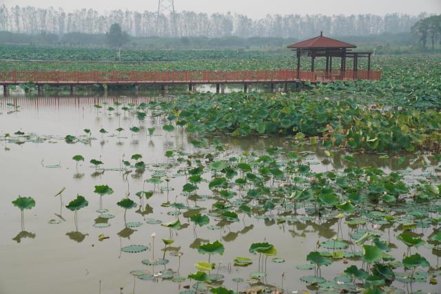 (260917) -- HONGHU, Sept. 17, 2026 (Xinhua) -- This photo taken on Sept. 16, 2026 shows a lotus root innovation base in Honghu City, central China's Hubei Province. Honghu lotus root is a signature product of Hubei Province. In 2025, the lotus root cultivation area in Honghu City reached 225,000 mu (15,000 hectares), with a total output of 320,000 tonnes.
  Local authorities have developed the lotus root industry, leveraging technological resources to breed new varieties, establishing standards covering the entire production process to ensure quality, and promoting cooperation among enterprises, cooperatives and farmers. These efforts have created jobs and boosted local incomes. (Xinhua/Lu Jinbo)