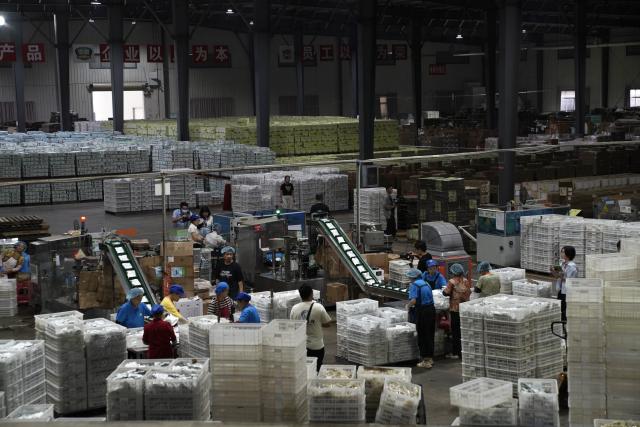 (260917) -- HONGHU, Sept. 17, 2026 (Xinhua) -- Workers sort lotus products at a food company in Honghu City, central China's Hubei Province, Sept. 16, 2026. Honghu lotus root is a signature product of Hubei Province. In 2025, the lotus root cultivation area in Honghu City reached 225,000 mu (15,000 hectares), with a total output of 320,000 tonnes.
  Local authorities have developed the lotus root industry, leveraging technological resources to breed new varieties, establishing standards covering the entire production process to ensure quality, and promoting cooperation among enterprises, cooperatives and farmers. These efforts have created jobs and boosted local incomes. (Xinhua/Lu Jinbo)