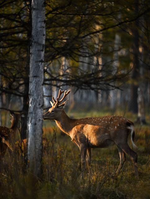 (260918) -- ARXAN, Sept. 18, 2026 (Xinhua) -- A sika deer is pictured at the Arxan National Forest Park in Arxan of Hinggan League, north China's Inner Mongolia Autonomous Region, Sept. 17, 2026. (Xinhua/Bei He)
