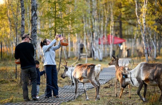 (260918) -- ARXAN, Sept. 18, 2026 (Xinhua) -- People enjoy their leisure time at the Arxan National Forest Park in Arxan of Hinggan League, north China's Inner Mongolia Autonomous Region, Sept. 17, 2026. (Xinhua/Bei He)