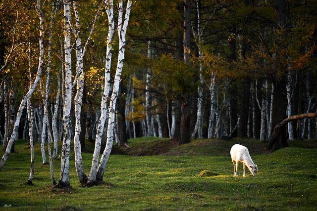 (260918) -- ARXAN, Sept. 18, 2026 (Xinhua) -- A fallow deer is pictured at the Arxan National Forest Park in Arxan of Hinggan League, north China's Inner Mongolia Autonomous Region, Sept. 17, 2026. (Xinhua/Bei He)