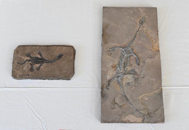 (260918) -- WASHINGTON, Sept. 18, 2026 (Xinhua) -- Returned paleontological fossils are pictured in Washington, D.C., Sept. 16, 2026. The United States has returned 64 Chinese cultural relics and paleontological fossils to China, China's National Cultural Heritage Administration (NCHA) said Thursday.
   The items were handed over in two batches in Washington and New York on Wednesday and Thursday by Homeland Security Investigations (HSI) and the Manhattan District Attorney's Office, respectively. (Xinhua/Li Rui)