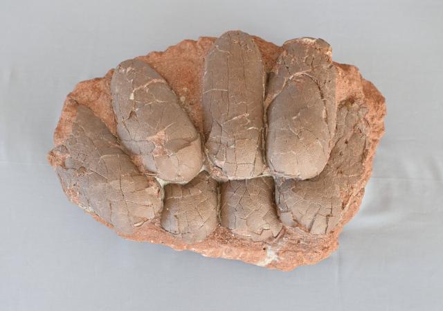 (260918) -- WASHINGTON, Sept. 18, 2026 (Xinhua) -- A returned paleontological fossil is pictured in Washington, D.C., Sept. 16, 2026. The United States has returned 64 Chinese cultural relics and paleontological fossils to China, China's National Cultural Heritage Administration (NCHA) said Thursday.
   The items were handed over in two batches in Washington and New York on Wednesday and Thursday by Homeland Security Investigations (HSI) and the Manhattan District Attorney's Office, respectively. (Xinhua/Li Rui)