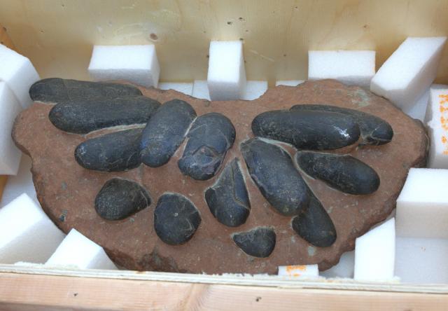 (260918) -- WASHINGTON, Sept. 18, 2026 (Xinhua) -- A returned paleontological fossil is pictured at the Chinese Embassy in the United States in Washington, D.C., Sept. 9, 2026. The United States has returned 64 Chinese cultural relics and paleontological fossils to China, China's National Cultural Heritage Administration (NCHA) said Thursday.
   The items were handed over in two batches in Washington and New York on Wednesday and Thursday by Homeland Security Investigations (HSI) and the Manhattan District Attorney's Office, respectively. (Photo by Li Yuanqing/Xinhua)