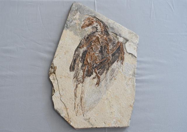 (260918) -- WASHINGTON, Sept. 18, 2026 (Xinhua) -- A returned paleontological fossil is pictured in Washington, D.C., Sept. 16, 2026. The United States has returned 64 Chinese cultural relics and paleontological fossils to China, China's National Cultural Heritage Administration (NCHA) said Thursday.
   The items were handed over in two batches in Washington and New York on Wednesday and Thursday by Homeland Security Investigations (HSI) and the Manhattan District Attorney's Office, respectively. (Xinhua/Li Rui)