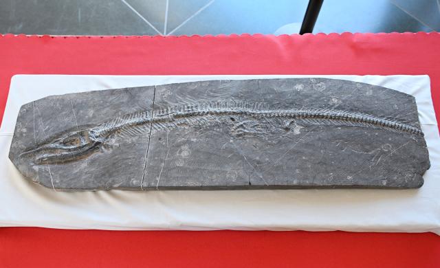 (260918) -- WASHINGTON, Sept. 18, 2026 (Xinhua) -- A returned paleontological fossil is pictured in Washington, D.C., Sept. 16, 2026. The United States has returned 64 Chinese cultural relics and paleontological fossils to China, China's National Cultural Heritage Administration (NCHA) said Thursday.
   The items were handed over in two batches in Washington and New York on Wednesday and Thursday by Homeland Security Investigations (HSI) and the Manhattan District Attorney's Office, respectively. (Xinhua/Li Rui)